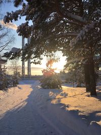 Trees on field during winter