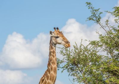 Low angle view of horse against sky