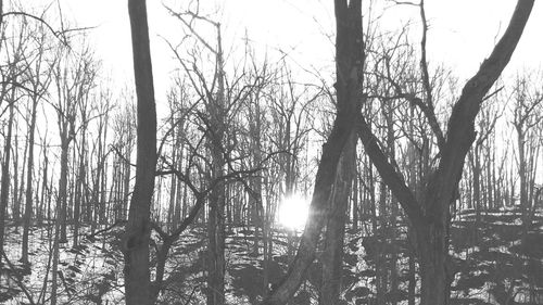 Bare trees against sky