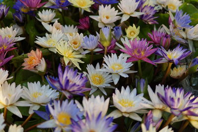 Close-up of purple flowering plants