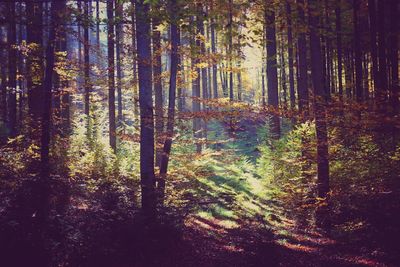 Close-up of trees in forest