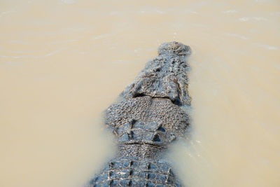 High angle view of animal swimming in lake