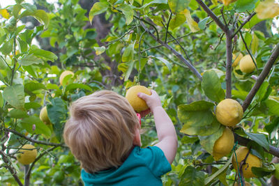 Rear view of blond toddler picking fruit from a lemon tree