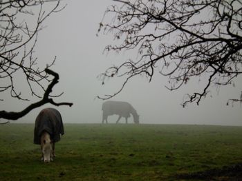 Horses grazing on field