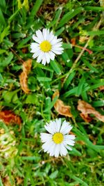 Close-up of white daisy flower on field