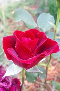 Close-up of red rose blooming outdoors