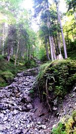 Footpath amidst trees in forest