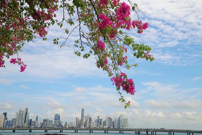 Low angle view of flower tree against sky