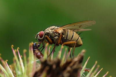 Close-up of butterfly perching on plant