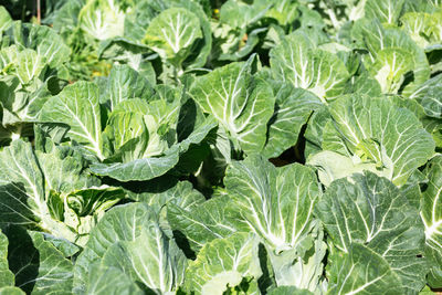 Full frame shot of cabbage