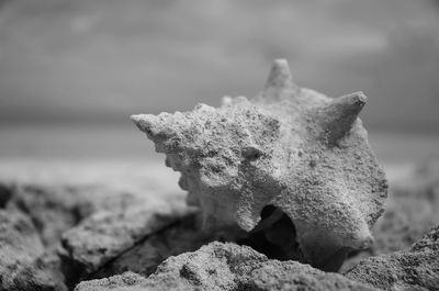 Seashell covered with sand