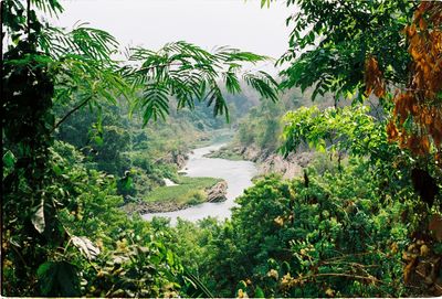 Plants and trees in forest