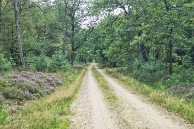 Dirt road amidst trees in forest