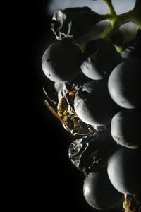 Close-up of fruits against black background