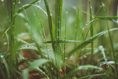 Close-up of wet grass