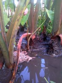 Close-up of swimming in pond