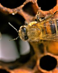 Close-up of insect