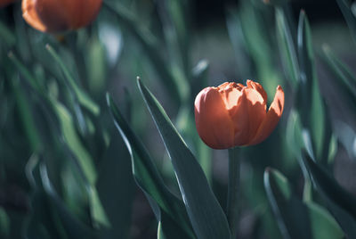 Close-up of orange tulip