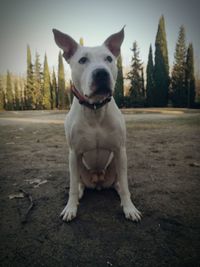 Portrait of dog sitting against trees