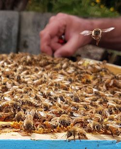 Cropped hand by honey bees