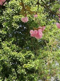 Close-up of pink flowers blooming on tree