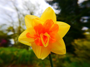 Close-up of yellow flower blooming outdoors