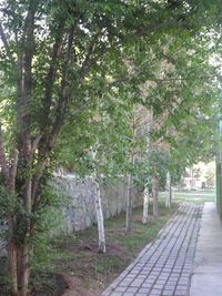 Trees in park