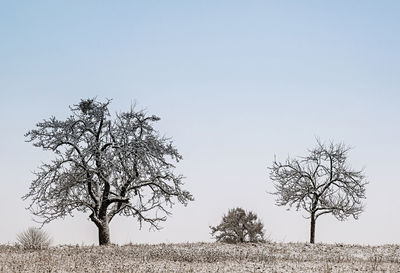 Bare tree on field against clear sky