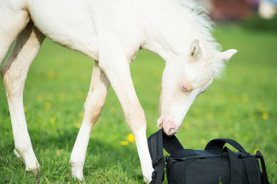 Foal carrying bag while standing on land