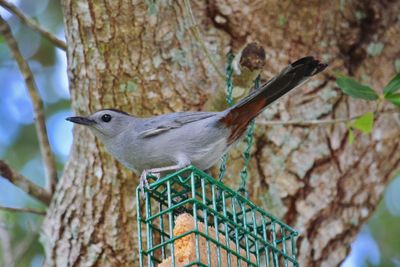 Bird perching on tree