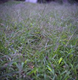 Close-up of grass