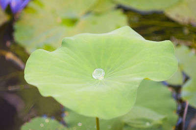 Close-up of flower against blurred background