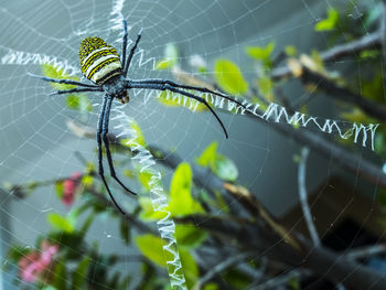 Close-up of spider on web