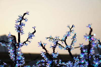 Close-up of flowers against clear sky