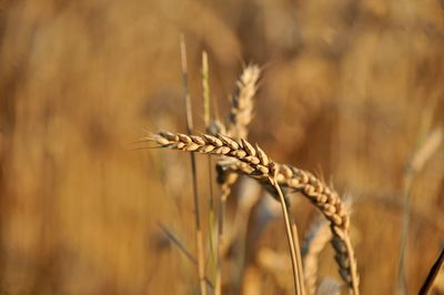 Close-up of wheat growing on field