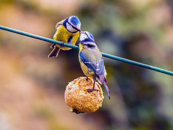 Close-up of bird perching on a branch