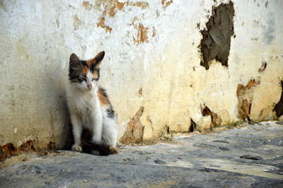 Portrait of cat sitting outdoors