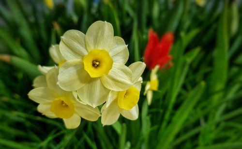 Close-up of yellow flowering plant in park