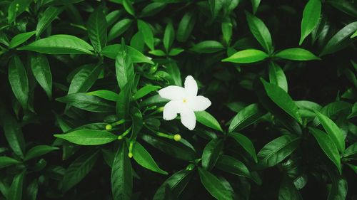 Close-up of white flowers growing on plant