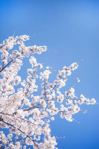 Low angle view of white flowering tree against blue sky