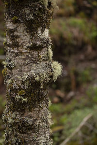 Close-up of lichen on tree trunk