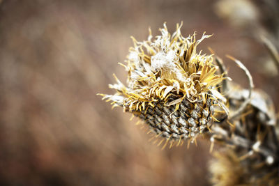 Close-up of wilted plant