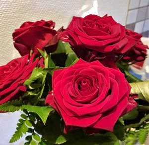 Close-up of roses blooming outdoors