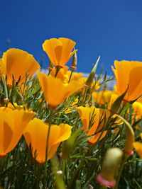 Close-up of yellow flowering plant