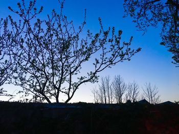 Low angle view of silhouette tree against clear sky