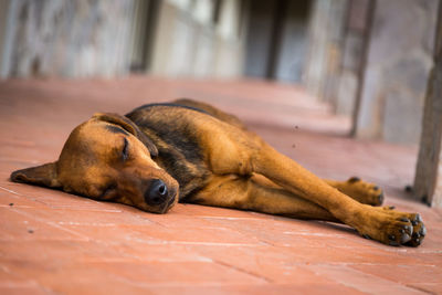 Close-up of dog sleeping