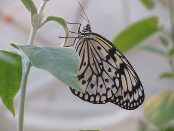 Close-up of butterfly on leaf