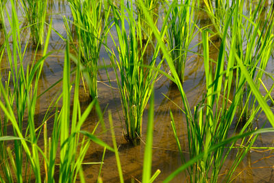 Grass growing in a field