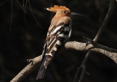 Close-up of bird perching on branch