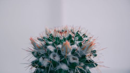 Close-up of cactus plant against white background